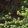 Viburnum macrocephalum, habit