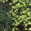 Viburnum macrocephalum, habit