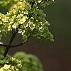 Viburnum macrocephalum, flowers
