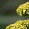 Viburnum macrocephalum, flowers
