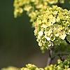 Viburnum macrocephalum, flowers