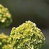 Viburnum macrocephalum, flowers