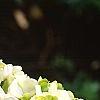 Viburnum macrocephalum, flowers
