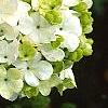 Viburnum macrocephalum, flowers