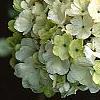 Viburnum macrocephalum, flowers