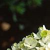 Viburnum macrocephalum, flowers