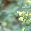 Viburnum mongolicum, flowers