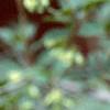 Viburnum mongolicum, flowers