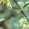 Viburnum mongolicum, flowers