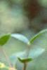 Viburnum mongolicum, flowers