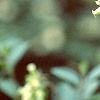 Viburnum mongolicum, flowers