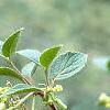 Viburnum mongolicum, flowers