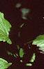Viburnum molle, leaves