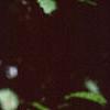 Viburnum molle, leaves