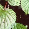 Viburnum molle, leaves