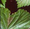 Viburnum molle, leaves