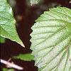Viburnum molle, leaves