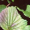 Viburnum molle, leaves