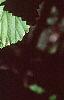Viburnum molle, leaves