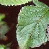 Viburnum molle, leaves