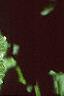Viburnum molle, leaves