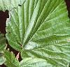 Viburnum molle, leaves
