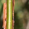 Viburnum molle, buds
