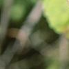 Viburnum molle, buds