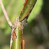 Viburnum molle, buds