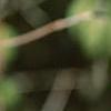 Viburnum molle, buds