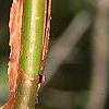Viburnum molle, buds