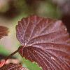 Viburnum molle, fall color