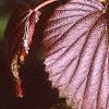 Viburnum molle, fall color