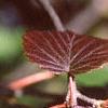 Viburnum molle, fall color