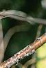 Viburnum molle, bark