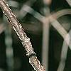 Viburnum molle, bark