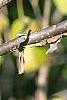 Viburnum molle, bark