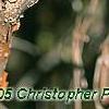 Viburnum molle, bark