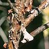 Viburnum molle, bark