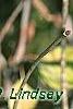 Viburnum molle, bark