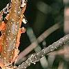 Viburnum molle, bark