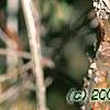 Viburnum molle, bark