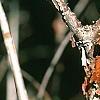 Viburnum molle, bark