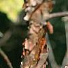 Viburnum molle, bark