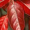 Viburnum nudum, fall color