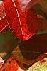 Viburnum nudum, fall color