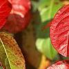 Viburnum nudum, fall color