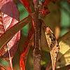 Viburnum nudum, fall color