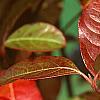 Viburnum nudum, fall color