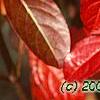 Viburnum nudum, fall color